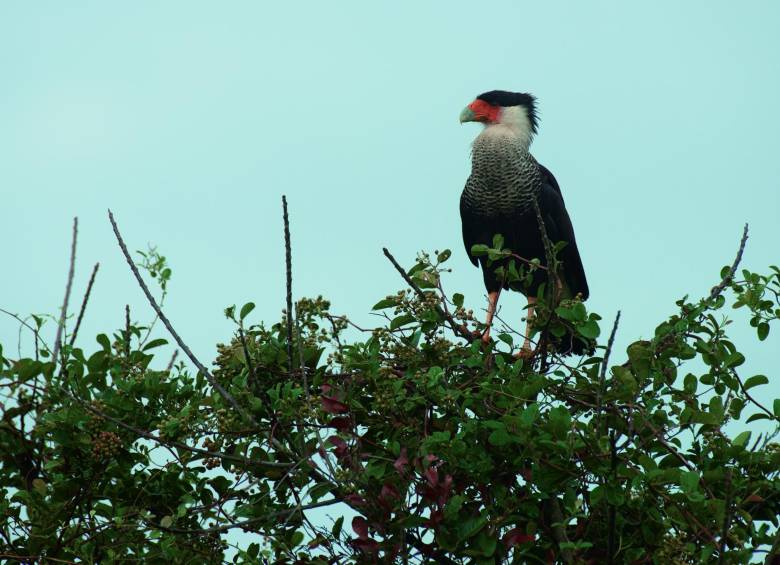 Aves del Casanare en la lente de Murray Cooper