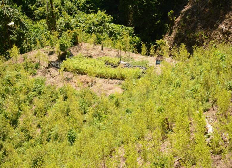 El área sembrada de coca bajó en 2019. FOTO: Colprensa