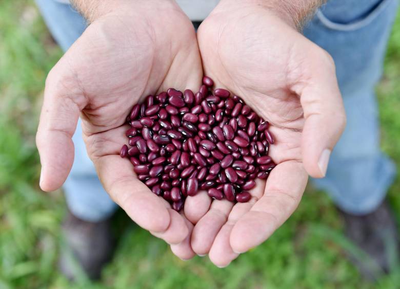 Esta es una de las nuevas variedades de fríjol biofortificado. Las deficiencias de hierro y zinc son dos de las mayores carencias de micronutrientes, de ahí que concentren el esfuerzo de distintas entidades. También vitaminas como la A. FOTO CIAT