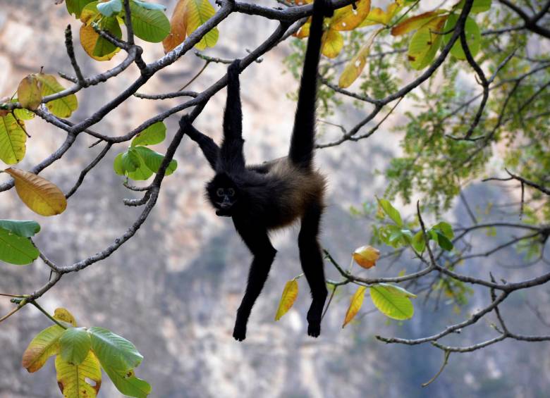 El director del Parque Nacional Cañón del Sumidero informó que a los animales se les colocó un collar satelital de acero inoxidable con piezas de plástico, de colores y formas diferentes, para monitorearlos, y detectar su ubicación y sus hábitos de conducta. FOTO EFE