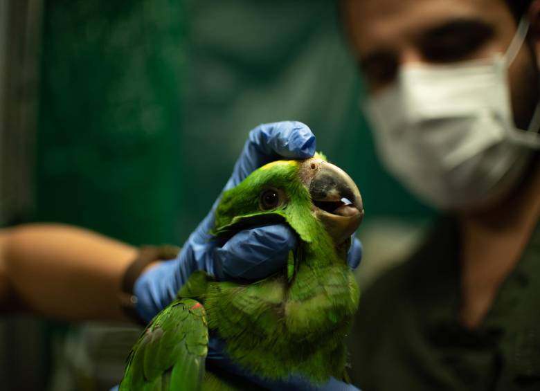 Si usted observa algún animal silvestre en el Valle de Aburrá, puede reportar el avistamiento descargando la aplicación Área 24/7.​ FOTO: CORTESÍA DEL AMVA.