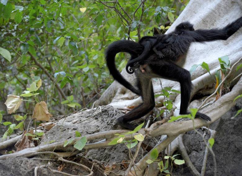 A orillas de la selva del Parque Nacional del Cañón del Sumidero, en el suroriental estado mexicano de Chiapas, una pareja de monos araña cuidan y protegen celosamente al nuevo integrante de la familia. FOTO EFE