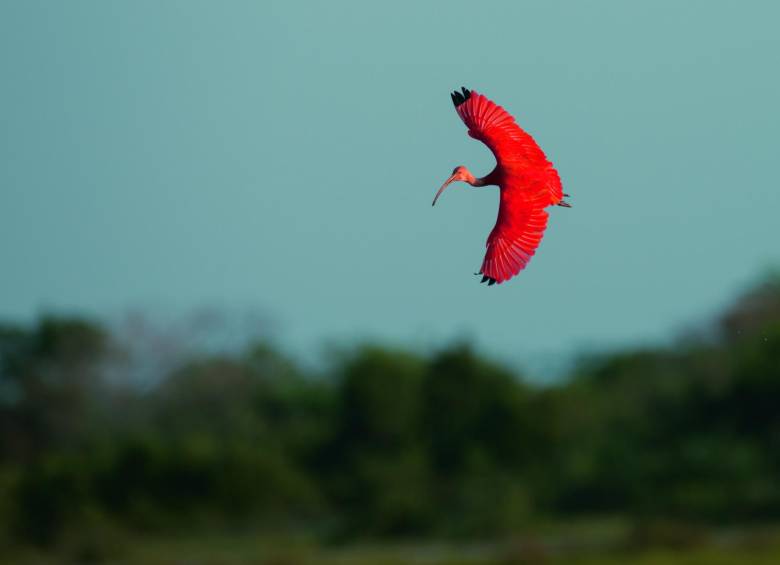 Arriba, la corocora roja emblemática de la región; al lado el caracara crestado y el turpial Icterus icterus. FOTO M. Cooper