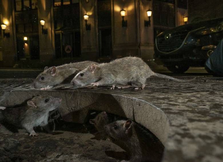 Las fotos ganadoras del Wildlife Photographer Of The Year