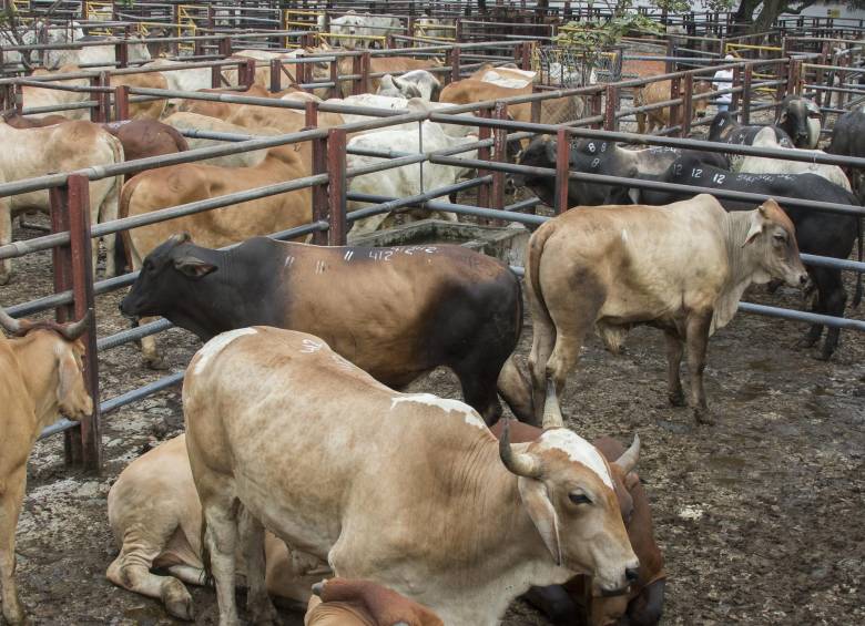 El ganado es el más propenso a infecciones de rabia, al ser mordido por murciélagos infectados con la enfermedad. Un humano al consumir la carne de las reses puede adquirirla. FOTO Róbinson Sáenz