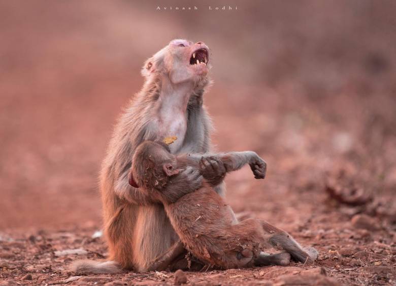  La imagen de un mono abrazando a su cría, aparentemente muerta, ha sido una de las más virales. Sin embargo fue tomada en 2017 por el fotógrafo indio Avinash Lodhi en Jabalpur. El reportero gráfico indicó a The Telegraph que en realidad la cría solo se había tropezado