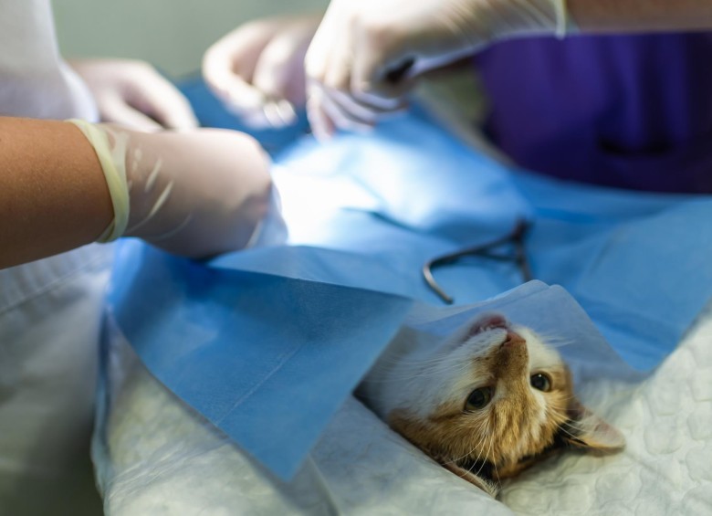 La esterilización es un proceso en el que se extraen los órganos reproductores de los perros y gatos. FOTO sstock