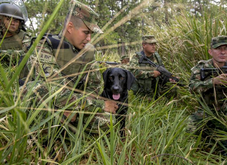 Los perros son esenciales para detectar explosivos o estupefacientes en todo el territorio nacional. Sus acciones han salvado muchas vidas. FOTO Juan Antonio Sánchez