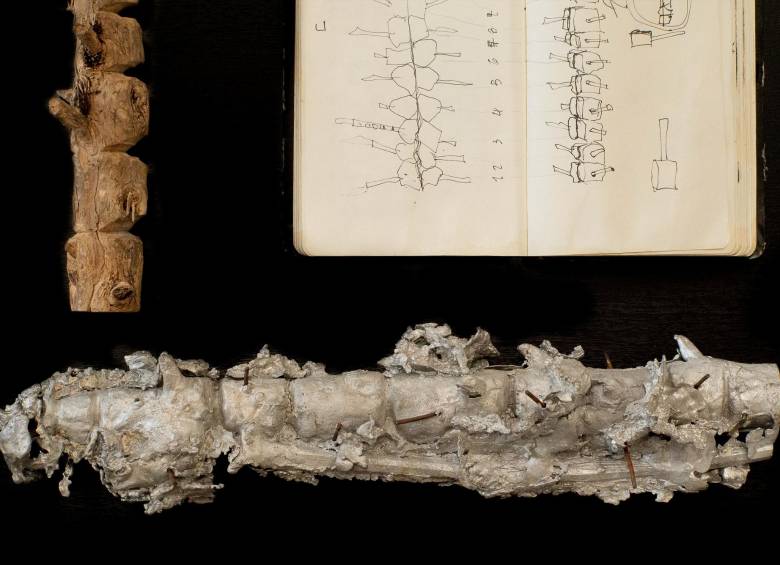 Los fósiles y vértebras de Alejandro Tobón en su espacio de exhibición
