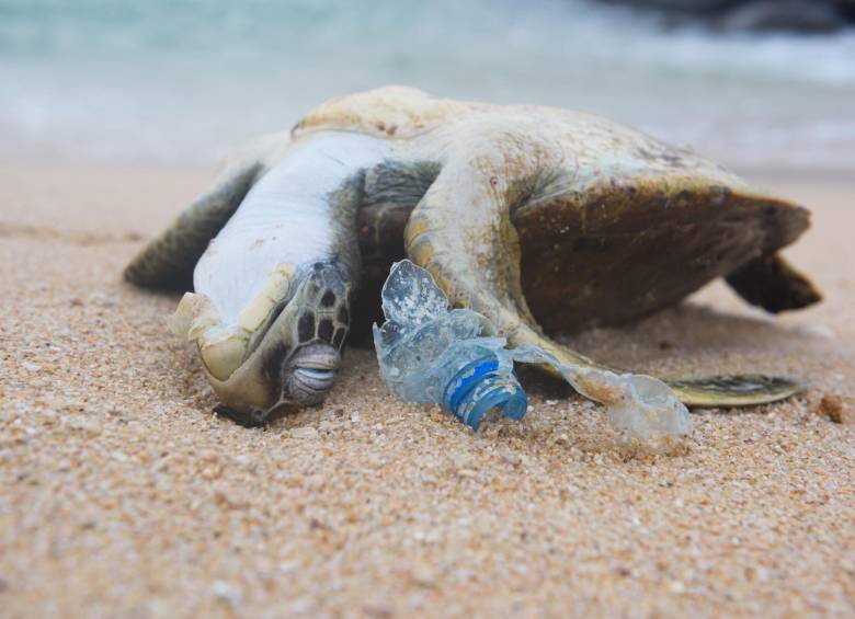 Las tortugas que sobreviven sufren heridas graves como mutilaciones, amputaciones o asfixia. Otras arrastran de por vida los restos de basura. FOTO: Shutterstock