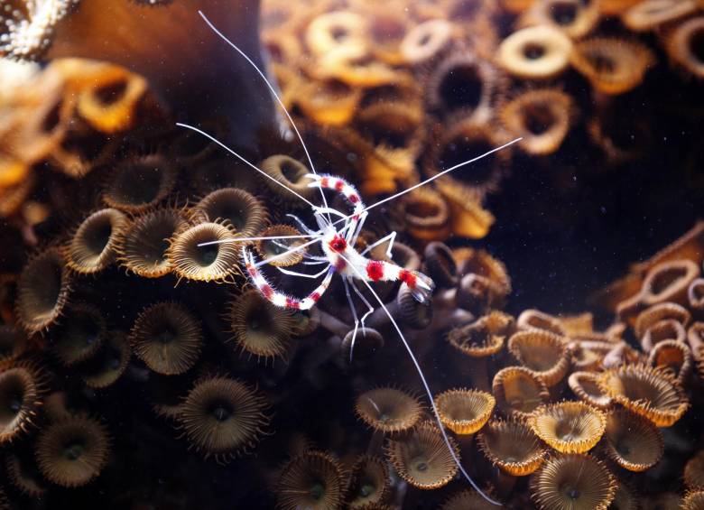 Nuevas especies nadan en el acuario de Parque Explora