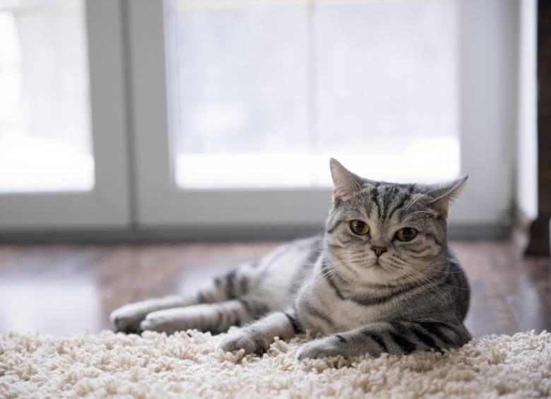Los gatos con sida o leucemia tienen un sistema inmunológico más débil. La Fundación Orca propuso un club de familias de gatos positivos, que se reúne con frecuencia. FOTO sstock