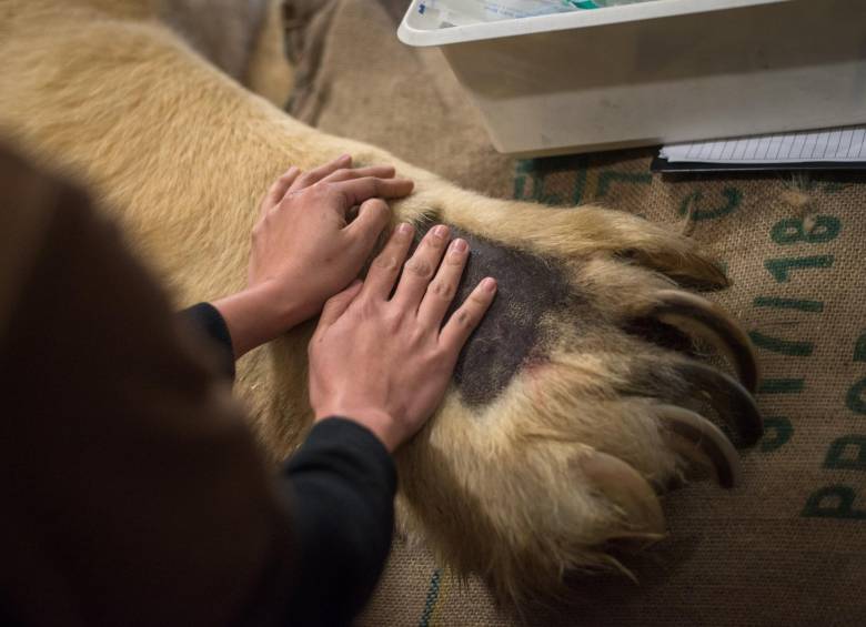 Detalle de una cuidadora mientras acaricia la pata del sedado oso polar Inuka mientras revisa su estado en la sala de exploración del Zoo de Singapur. FOTO Wildlife Reserves Singapore