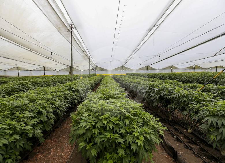 Planta de producción de PharmaCielo en La Ceja, Antioquia. La primera empresa licenciada en el país.FOTO Santiago Mesa