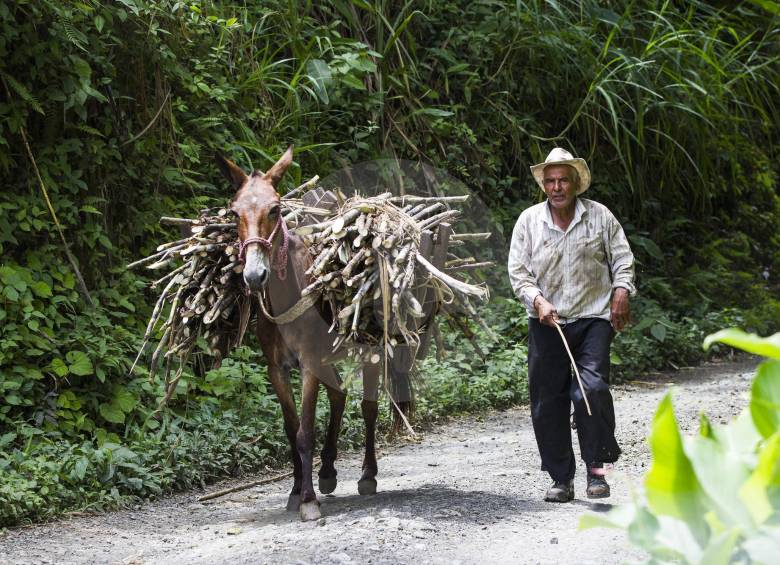 Con Antioquia Siembra, que será la empresa agroindustrial que estimulará el bienestar campesino, la agricultura antioqueña tendrá una visión más comercial y productiva. FOTO Jaime Pérez
