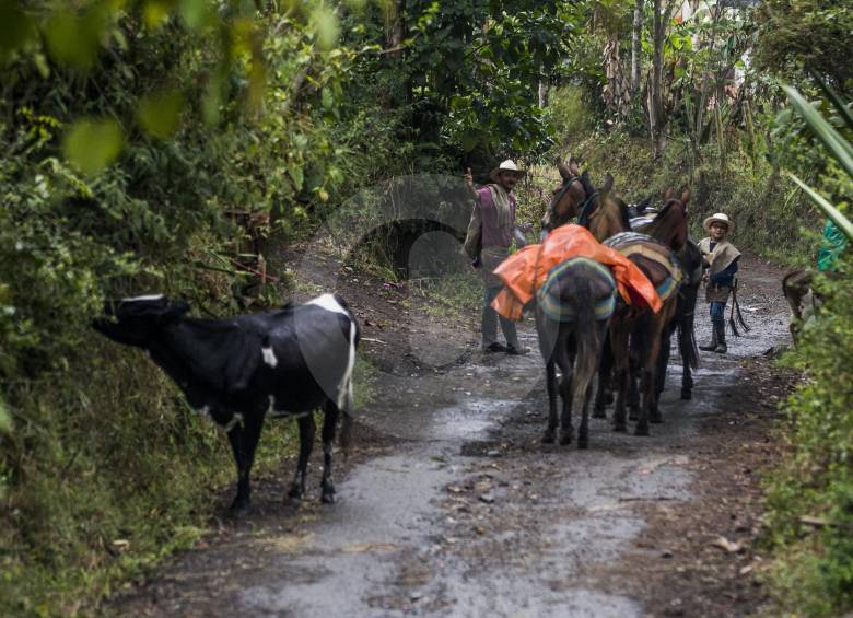 El municipio de Cajamarca es una de las despensas agrícolas de Colombia. También se desarrollan actividades pastoriles y aún hay arrieros. En la fotografía: Hever Olivera. FOTO julio cesar herrera