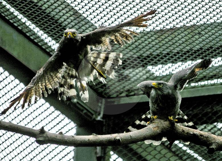 A medida que la recuperación de los animales avanza, son trasladados a encierros de mayor área. En la imagen, dos gavilanes polleros realizan ejercicios de vuelo. FOTOS JULIO CÉSAR HERRERA