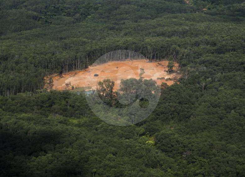 La deforestación, la tala de árboles y la minería ilegal afectan a la subregión del Bajo Cauca antioqueño. Uno de los capítulos del plan de acción es la reforestación. FOTO ESTEBAN VANEGAS