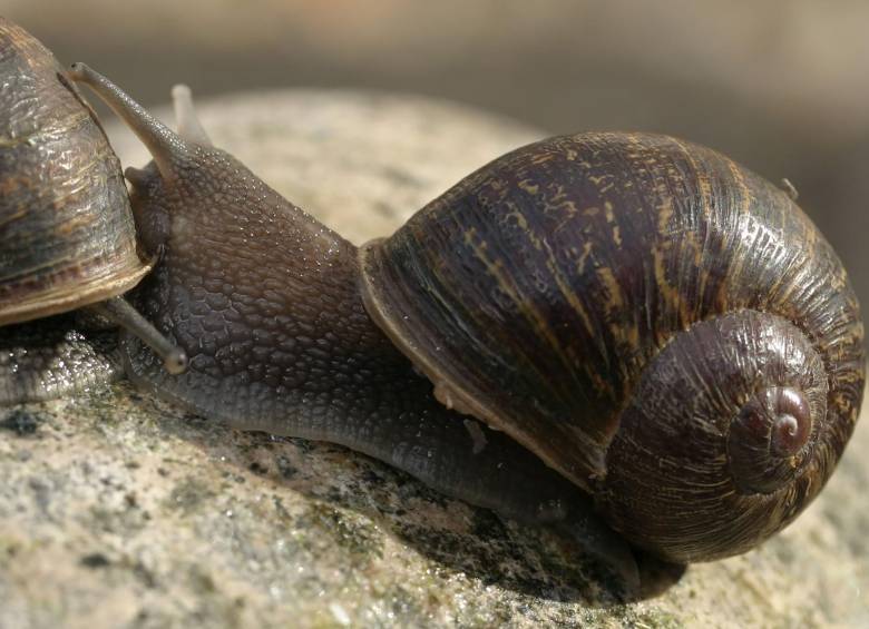 Si eres un caracol zurdo, olvídate del amor