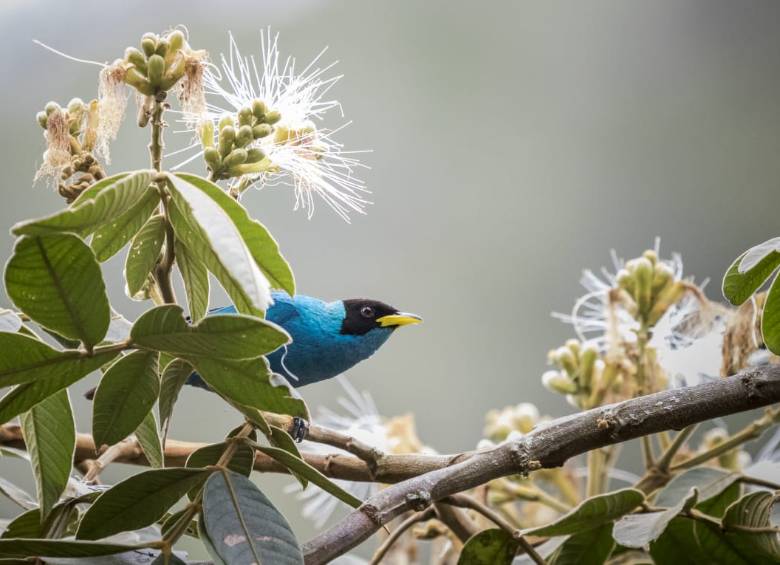 1890 mapas digitales de distribución de especies de aves nacionales está disponible para consulta gratuita. FOTO Cortesía Instituto Humboldt