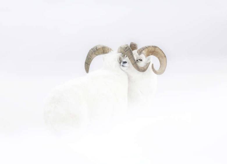 Las fotos ganadoras del Wildlife Photographer Of The Year