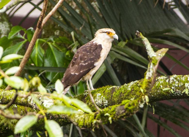 Justo en esta cuarentena se han visto más aves en el departamento. FOTO Carlos Velásquez 