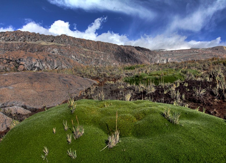 Declarar un área no asegura la conservación de la biodiversidad. En el planeta hay 202.000 áreas protegidas. FOTO Archivo Parque Los Nevados.