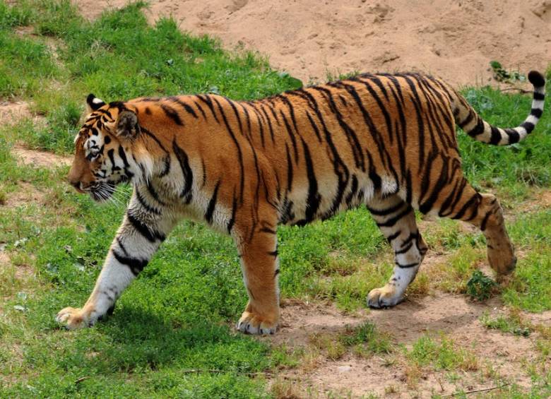 Quedan seis subespecies de tigres, incluyendo el d eAmur. Foto Pexels