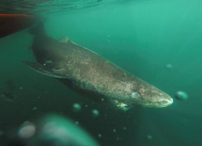 Un tiburón es el vertebrado más viejo del mundo