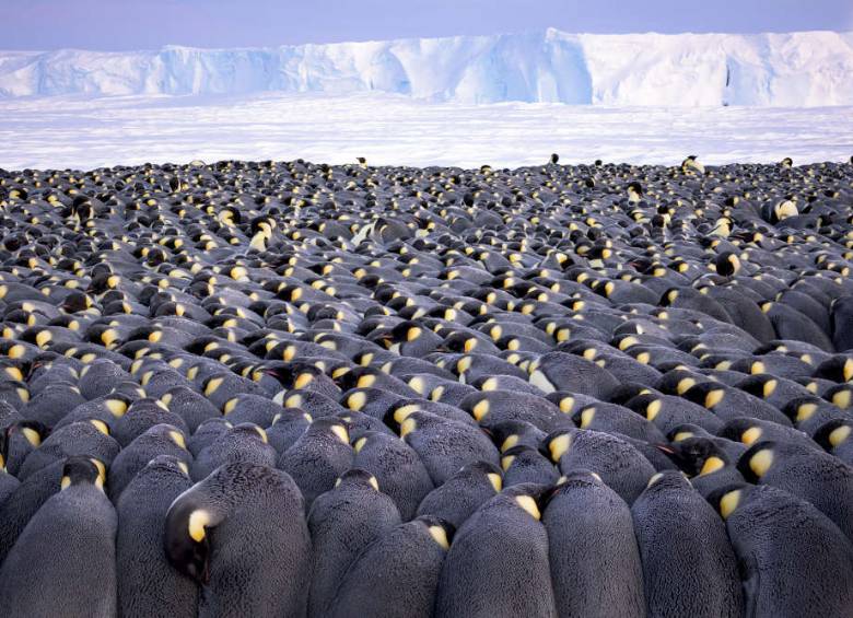 Las fotos ganadoras del Wildlife Photographer Of The Year