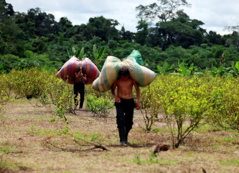 Desde 2013, cada año, han aumentado las hectáreas cultivadas con coca, y ha mejorado la eficiencia del cultivo. FOTO Reuters