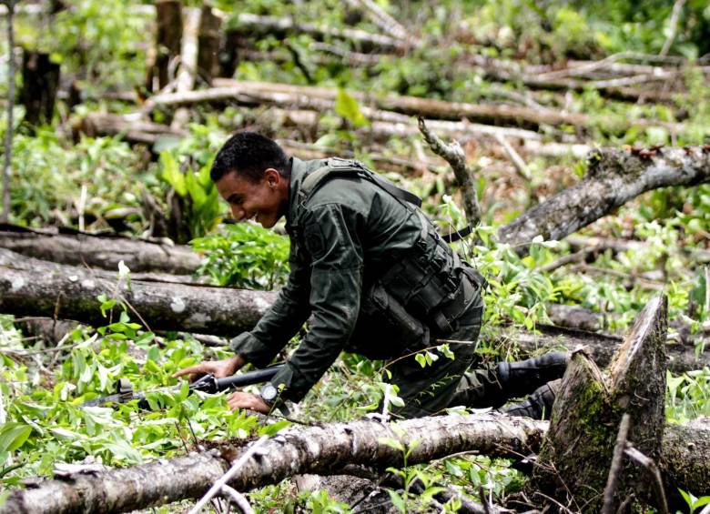 Las Fuerzas Armadas erradicaron más de 60.000 hectáreas de cultivos ilícitos en Colombia, durante el 2018. Foto: Colprensa