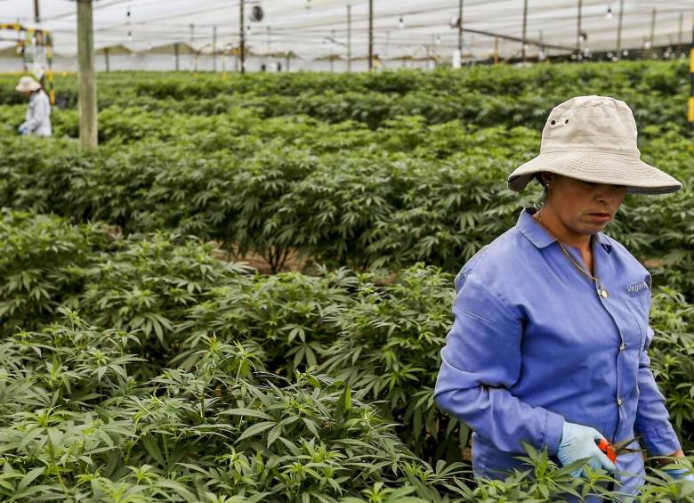 ONU reconoce oficialmente propiedades medicinales del cannabis. FOTO SANTIAGO MESA
