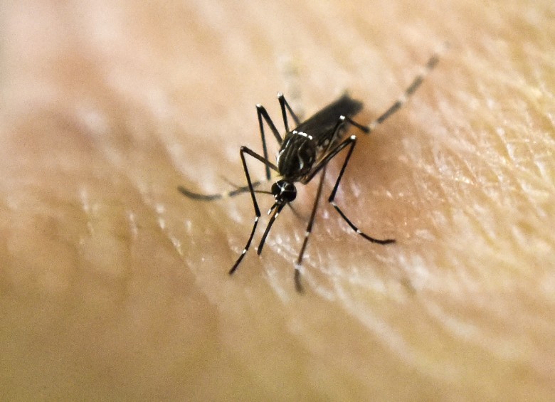 El dengue, el chikunguña y el zika son enfermedades infecciosas virales transmitidas por el mosquito Aedes aegypti. FOTO afp