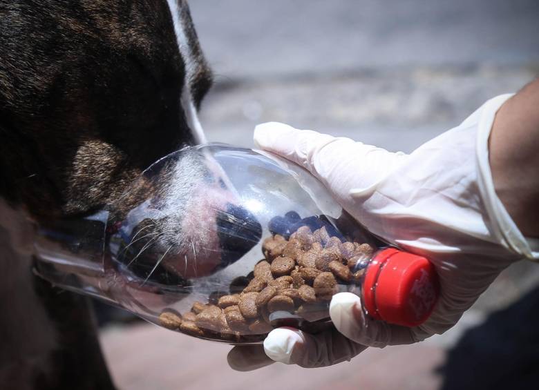 Comando de ingenieros militares, por medio del Centro Canino del Ejército Nacional, realiza una jornada de alimentación a perros callejeros. FOTO COLPRENSA