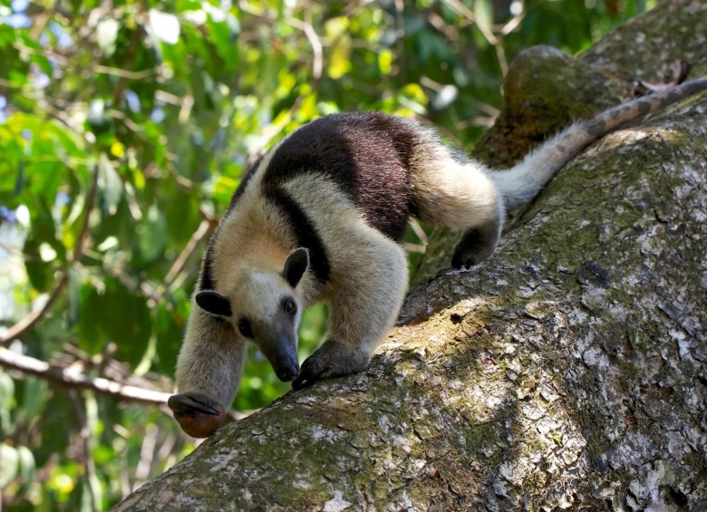 En lo corrido del año se han atendido cinco tamandúas de la misma especie en esta región. FOTO CORTESÍA CORANTIOQUIA