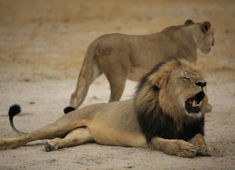 Los cachorros de Cecil se enfrentarán ahora a una muerte casi segura. FOTO AFP
