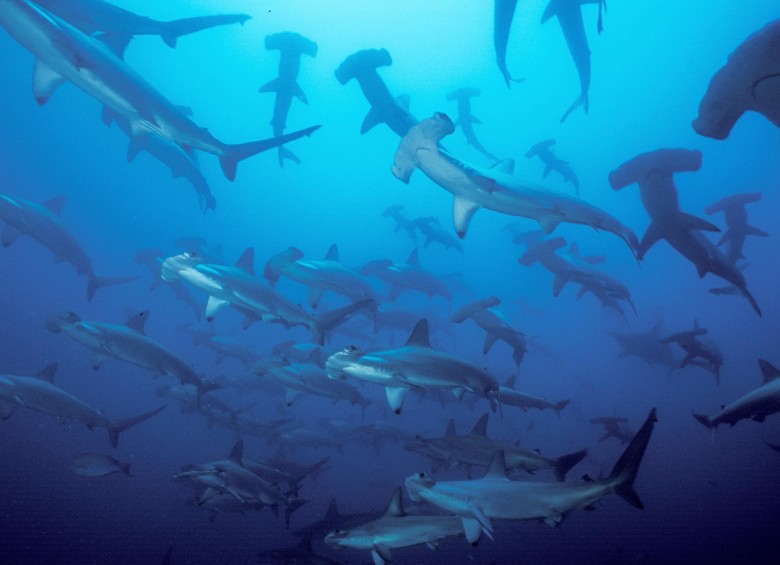 Malpelo y sus tiburones martillo serán protegidos