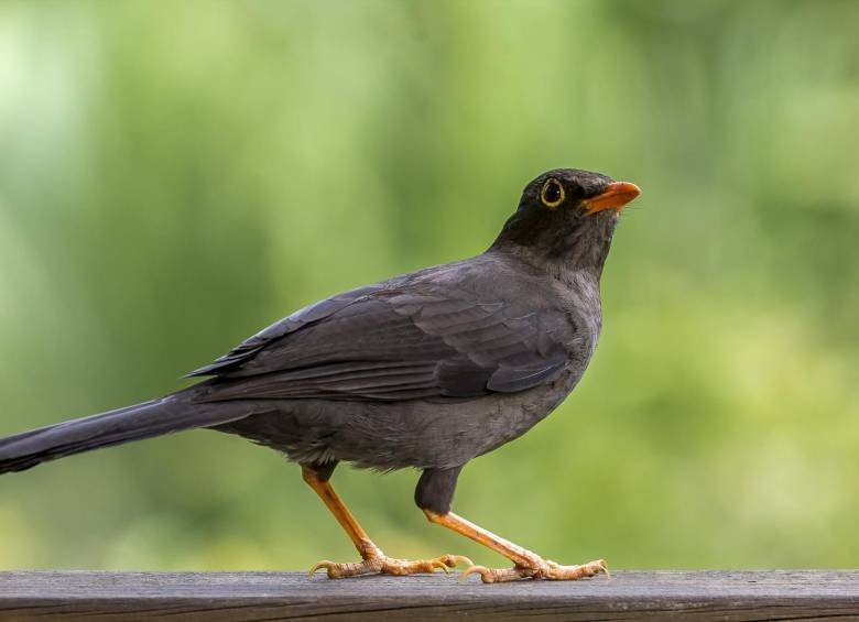 La revista Science indica que especies que van desde pájaros cantores, como las alondras, hasta los gorriones, están disminuyendo a gran velocidad. Foto Juan Antonio Agudelo Sánchez
