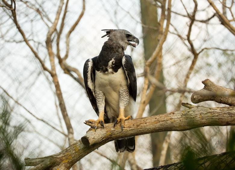 Otra atracción: el aviario de Barú