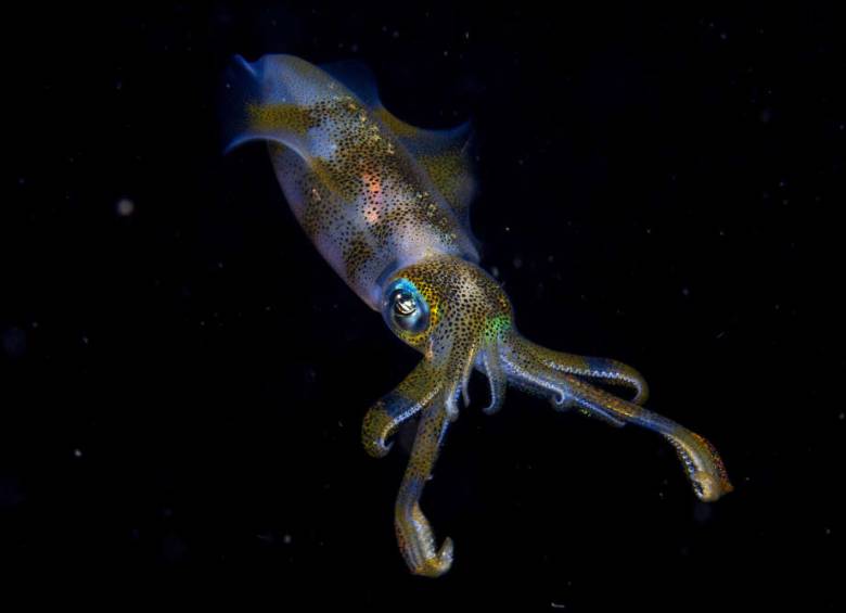 Las fotos ganadoras del Wildlife Photographer Of The Year