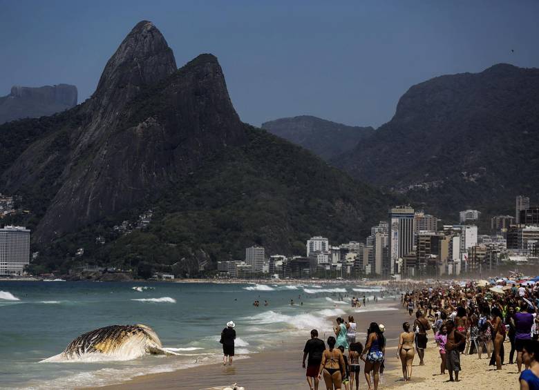 Ballena apareció muerta en playa de Río de Janeiro 