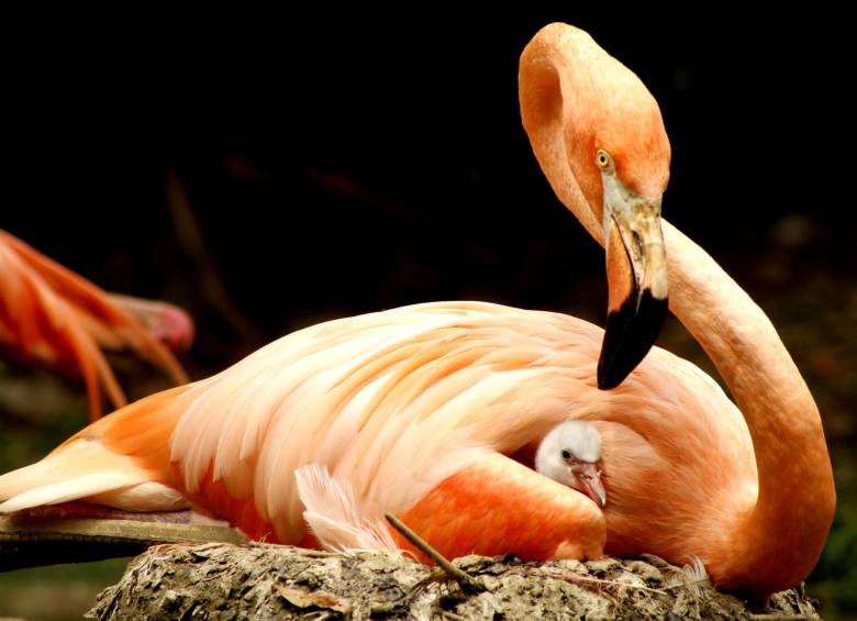 La madre y uno de los flamencos que nacieron. FOTO Cortesía Zoológico Santa Fe.
