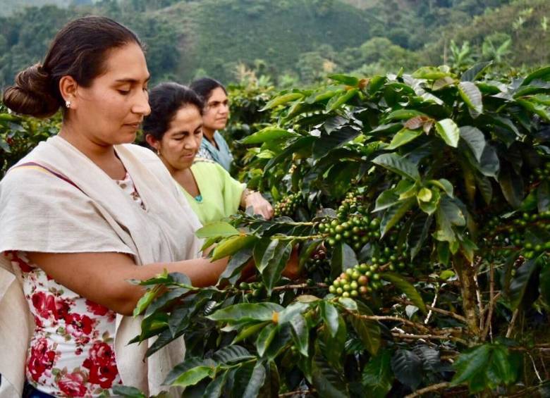 Sueños productivos de exFarc son una realidad