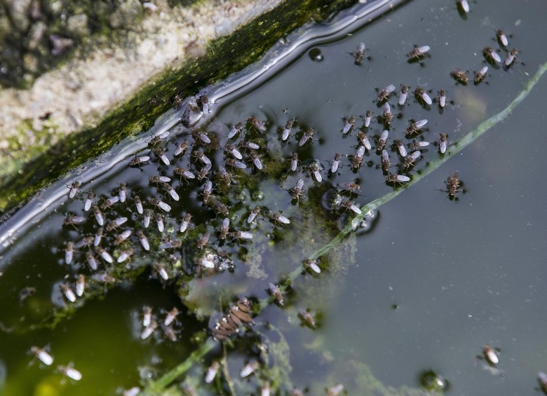Los mosquitos se acumulan en el agua. FOTO JULIO CÉSAR HERRERA