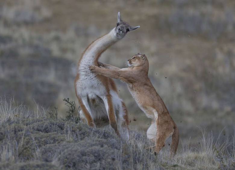 Las fotos ganadoras del Wildlife Photographer Of The Year