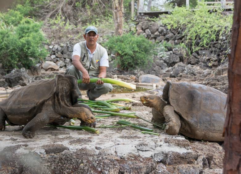 Esta tortuga se creía extinta hace más de 150 años. FOTO: Efe