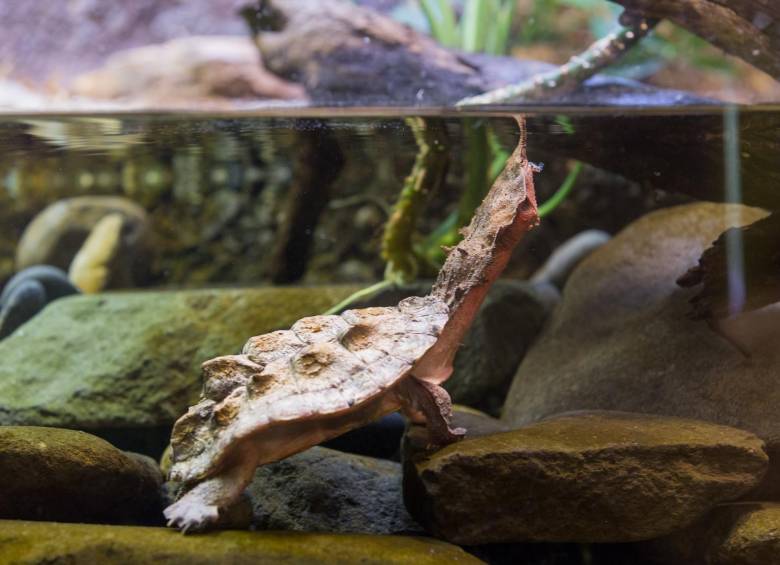 Las tortugas también tienen su día