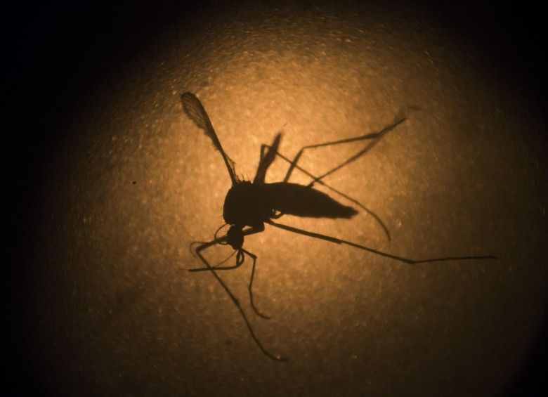 El virus del Zika, transmitido por un mosquito del género Aedes, el mismo que causa el dengue y el chikunguña, puede provocar fiebre, ojos rojos sin secreción y sin picazón, FOTO AP