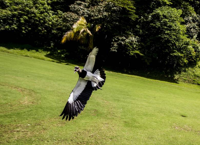 La ciudad es referente nacional en el cuidado de las aves y en actividades en torno a ellas. FOTO Jaime Pérez